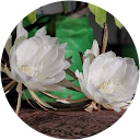 Archana Nayak profile picture